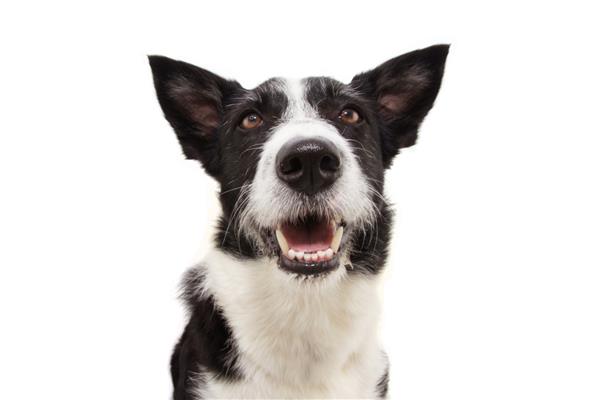 پرتره خندان سگ کولی حواسش که زبانش را بیرون آورده و با گوش‌های بالا نگاه می‌کند و روی پس‌زمینه سفید جدا شده است