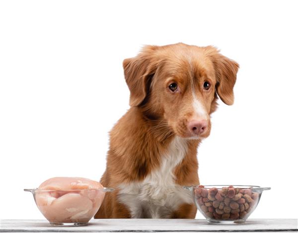 تغذیه طبیعی برای سگ ها Nova Scotia Duck Tolling Retrieverr یک وعده غذایی را انتخاب می کند غذای خام و غذای خشک برای حیوانات خانگی