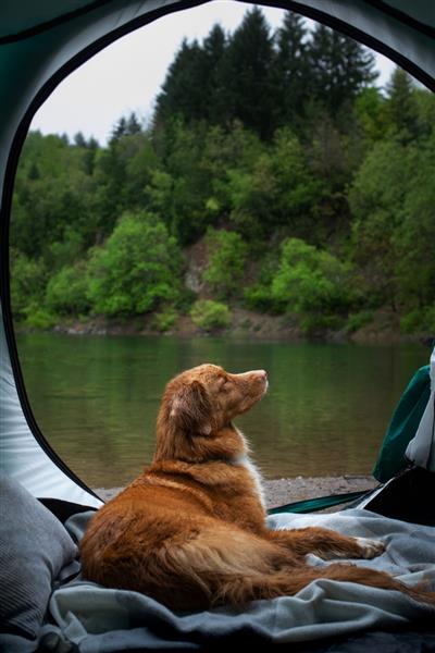 سگ در چادر زیر باران Nova Scotia Duck Tolling Retriever در کمپ سفر حیوانات خانگی تولر