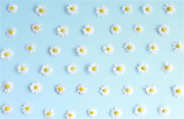 طرح گل زیبا گل های مروارید تازه و سفید روی پس زمینه آبی پاستلی نمای بالا رنگ روشن ملایم ماکت برای پیشنهادات ویژه به عنوان تبلیغات یا ایده های دیگر تخت دراز کشید