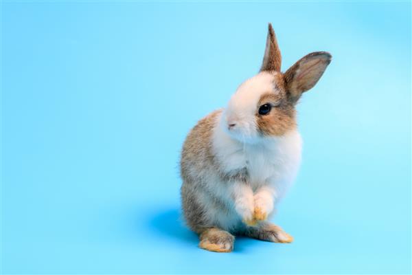 خرگوش خرگوش عید پاک شایان ستایش روی دو پا می ایستد به اطراف می دود و بو می کشد به اطراف نگاه می کند روی صفحه آبی