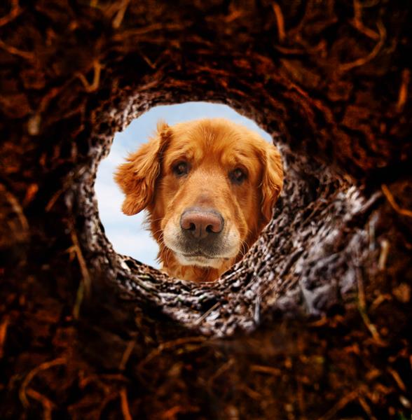 سگی که به یک سوراخ خاکی در زمین نگاه می کند
