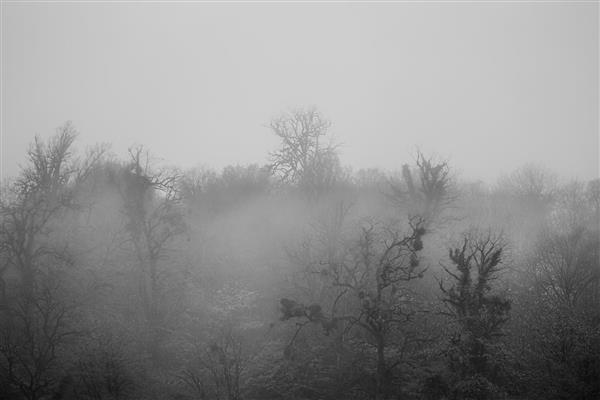 دنیا در مه جنگل پاییزی کوهستان مه گرفته