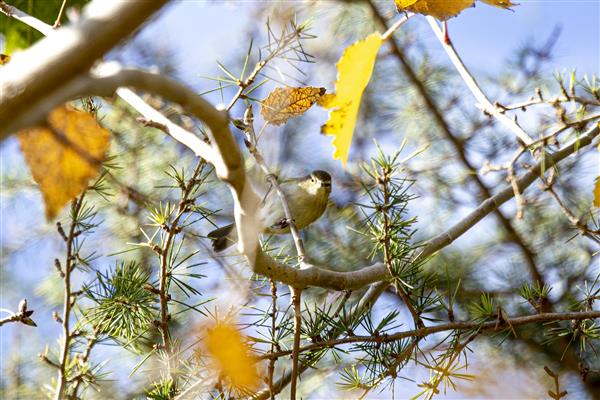 نگران پرندگان در پاییز گذران فصل پادشاه فصول