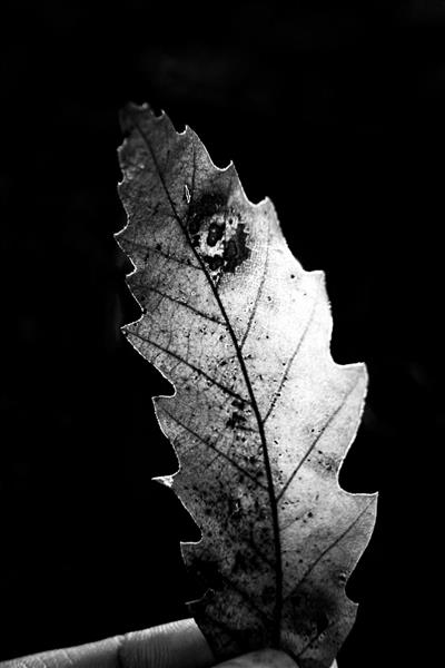 بازمانده ای از پاییز 1 برگهای پاییزی عکاسی سیاه و سفید