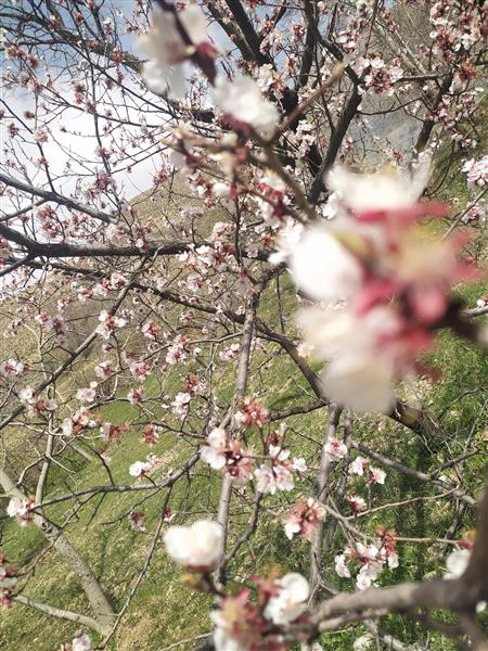 شکوفه های بهاری بر روی شاخه های درخت