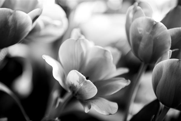 گلها داودی دنیای بدون رنگ عکاسی سیاه و سفید عکاسی انتزاعی