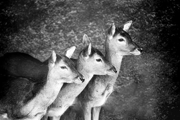 خانواده منتظر پدر انتظار احساس حیوانات زیست بوم ایران عکاسی سیاه و سفید