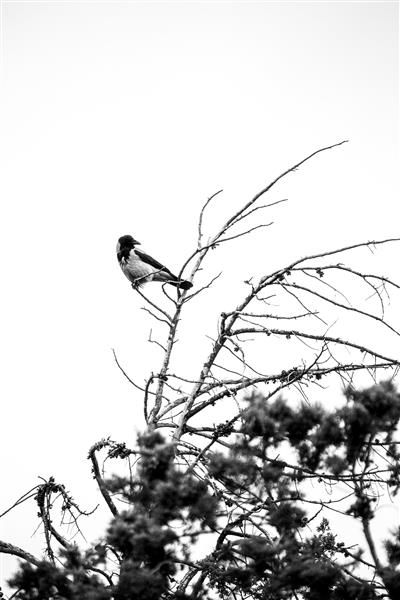 تنها در اوج عکاسی انتزاعی از پرندگان عکاسی سیاه و سفید از حیات وحش
