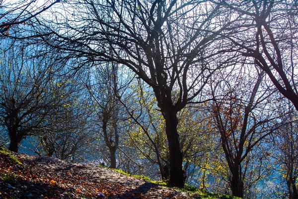 درختان جنگل هیرکانی قدیمی ترین درختان جهان عکاسی فاین آرت از طبیعت