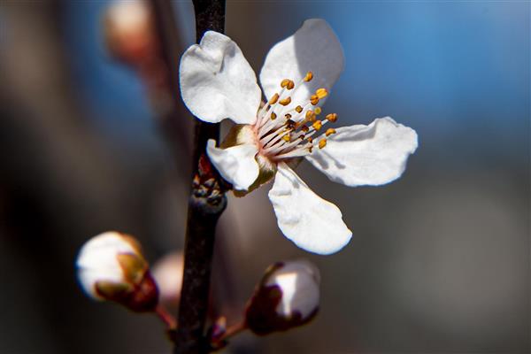شکوفه های بهاری پیام آوران بهار زیباترین مناظر طبیعت عکاسی ماکرو از گلهای بهاری