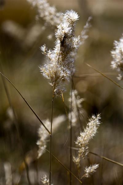 بازماندگان عکاسی انتزاعی از گیاهان عکاسی ماکرو حرفه ای باقی مانده های زمستانی