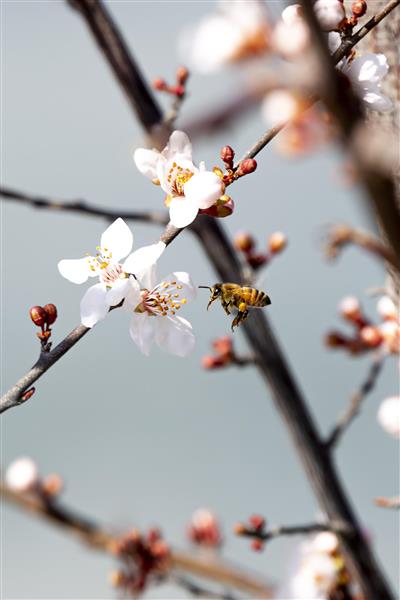 مسافران بهار شکوفه ها و پرنده ها 2 زیبایی های طبیعت ایران عکاسی حرفه ای در طبیعت