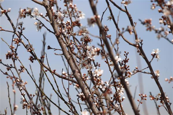 مسافران بهار شکوفه ها و دوستانشان زیبایی های طبیعت ایران عکاسی حرفه ای در طبیعت