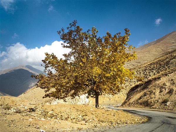 درخت پاییزی زیبایی های کوهستان البرز در پاییز پاییز فصل رنگها