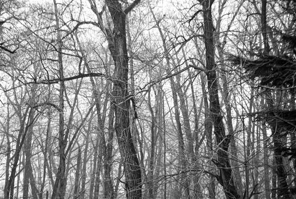 دنیای بدون رنگ عکاسی سورئالیسم درختان در زمستان 1