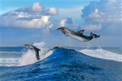 تصویر 1 از گالری عکس دلفین های بازیگوش در دریا