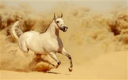 تصویر 1 از گالری عکس اسب مسابقه ای موستانگ در حال دویدن