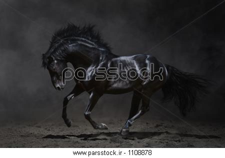 .اسب