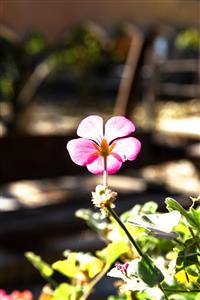 شاخه گلی برای پاییز