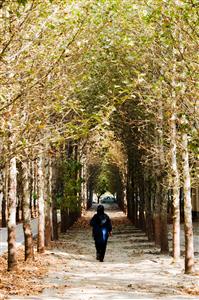 زن تنها در میان درختان پاییز عکاسی حرفه ای از مناظر و چشم اندازهای زیبای پاییزی مناظر زیبا در میان درختان چنار پاییز