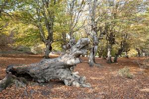 جنگل های هیرکانی مازی چال