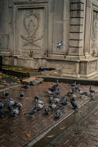 عکس هنری از تجمع کبوترها در کنار عمارت سنگی قدیمی مناسب برای تابلوهای دکوراتیو سبک کلاسیک و روستیک