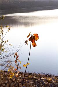 گل پاییزی در کنار دریاچه زیبا