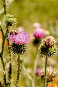 گل های زیبای ارغوانی گل خار مریم در تابستان