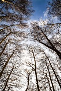 شاخه های درختان در آسمان