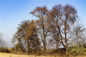 درختان سر به فلک کشیده پاییزی