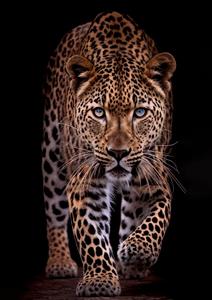 عکس باکیفیت پلنگ در حال قدم زدن با چشمان آبی خیره‌کننده مناسب پوستر دیواری لوکس پشت میز مدیریت