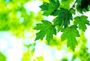 پوستر دیواری طبیعت با نمای نزدیک برگ‌های سبز افرا برای ایجاد حس تازگی در محیط کار و مطب