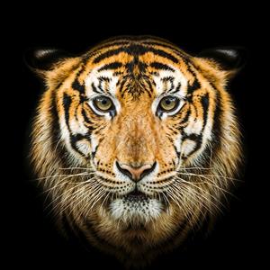 پوستر دیواری قوی و با ابهت چهره ببر در زمینه مشکی ویژه دکوراسیون اتاق گیمینگ، باشگاه ورزشی و اتاق پسرانه