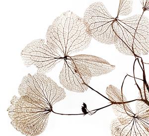 عکس استوک رگبرگ‌های شفاف گل با تم مینیمال سفید مناسب قاب دکوراتیو و دفاتر معماری مدرن