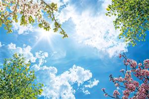 طرح سقف کشسان آسمان مجازی با شکوفه‌های گیلاس و تابش آفتاب ویژه دکوراسیون تالار و کلینیک