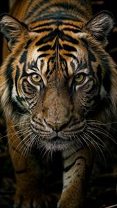 پوستر دیواری سه بعدی ببر بنگال در حال حرکت با نگاه قدرتمند ایده آل برای دکوراسیون اتاق کار، لابی مجتمع‌های تجاری و چاپ تابلو شاسی لوکس