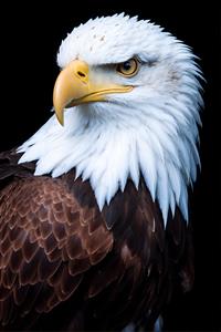 پرتره باابهت عقاب سرسفید با پس‌زمینه مشکی مناسب چاپ تابلو دکوراتیو اتاق مدیریت و دفتر کار مهندسی