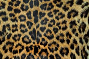 بافت طبیعی پوست پلنگ با کیفیت بالا مناسب چاپ پارچه و کوسن