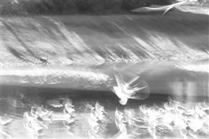 عکاسی انتزاعی سیاه و سفید پرندگان زیبا مرغهای دریایی