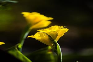 کلوزآپ گلهای زرد در زمینه تیره