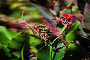 عکاسی کلوزآپ از گلهای زیبای طبیعی