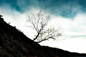 درختان کوهستان ابر و کوه و درخت زیبایی ها و چشم اندازهای طبیعت ایران