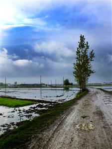 درختان زیبا در پس زمینه منظره پاییزی طبیعت ایران