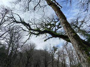 شاخه های زیبای درختان در طبیعت زمستان