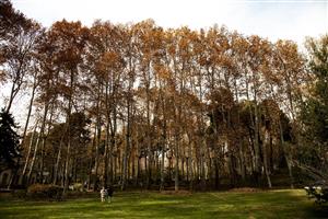 درختان سر به فلک کشیده در نور غروب پاییز طبیعت ایران