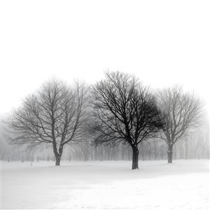 منظره سیاه و سفید مینیمال درختان در مه و برف مناسب پوستر دیواری مدرن اتاق خواب و محیط اداری