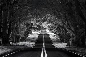 پوستر دیواری سه بعدی جاده جنگلی سیاه و سفید با عمق زیاد ایده آل برای دکوراسیون پشت تلویزیون و راهرو
