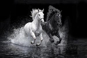 تابلو دکوراتیو و پوستر دیواری اسب‌های سیاه و سفید در حال دویدن در آب ویژه دکوراسیون مدرن، اتاق کار و باشگاه سوارکاری