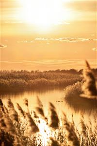 تصویر رویایی غروب آفتاب در نیزار کنار رودخانه جهت چاپ پرده تصویری و تابلوهای عریض پذیرایی